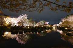 京都東寺（夜桜1）