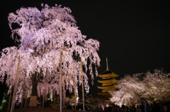 京都東寺　夜桜(2)