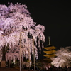 京都東寺　夜桜(2)