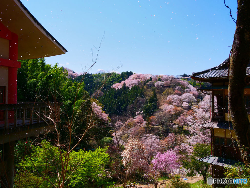 桜吹雪（如意輪寺）