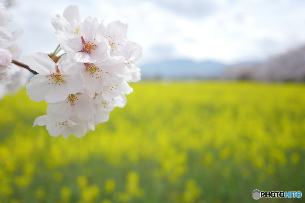 葉の花畑の桜