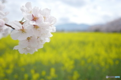 葉の花畑の桜