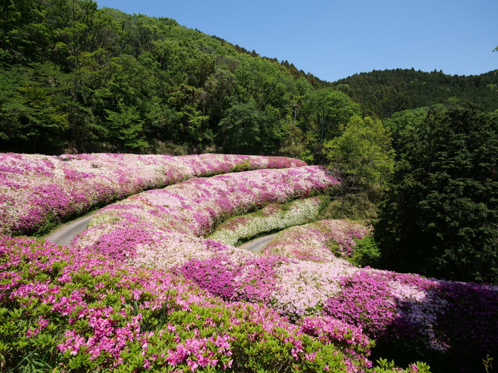 段々つつじ