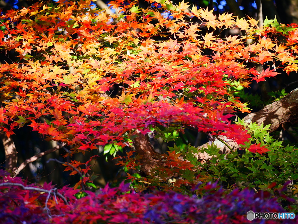 紅葉グラデーション