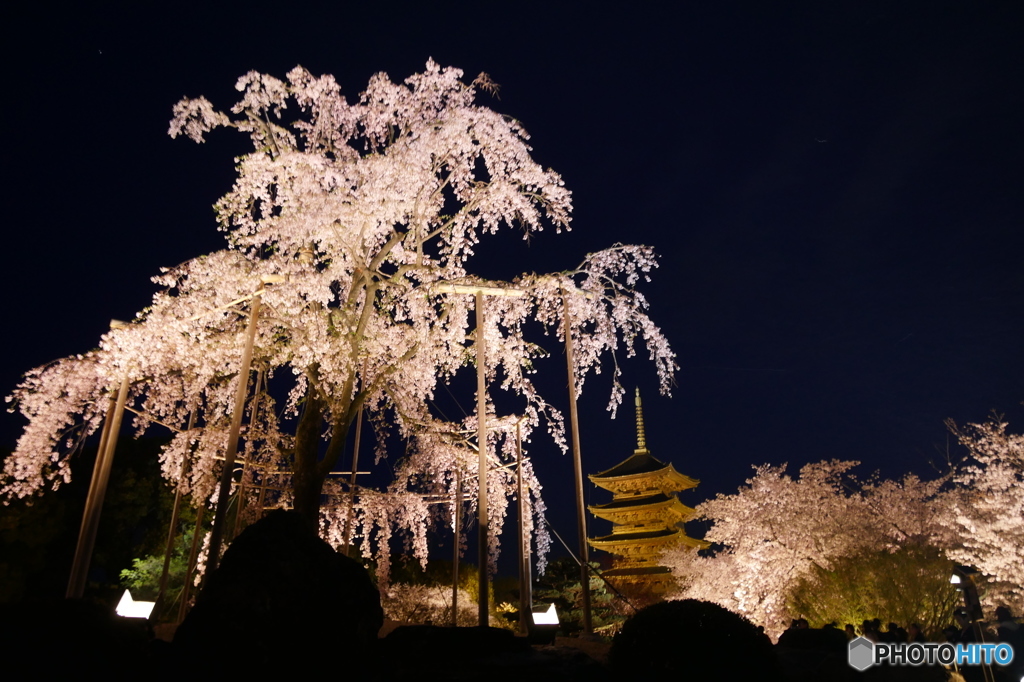 トワイライト直後のしだれ桜