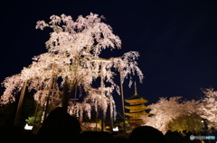 トワイライト直後のしだれ桜