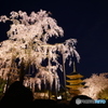トワイライト直後のしだれ桜