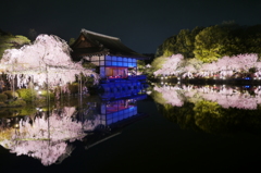 平安神宮 紅しだれ