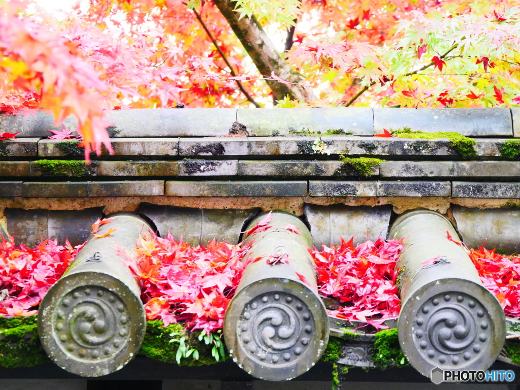 紅葉