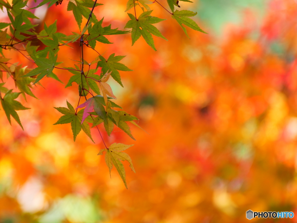 紅葉(2)