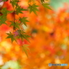 紅葉(2)