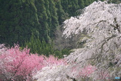又兵衛桜 花吹雪