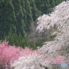 又兵衛桜 花吹雪