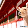 あおによし・しか