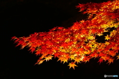 秋の夜
