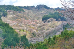 吉野の春