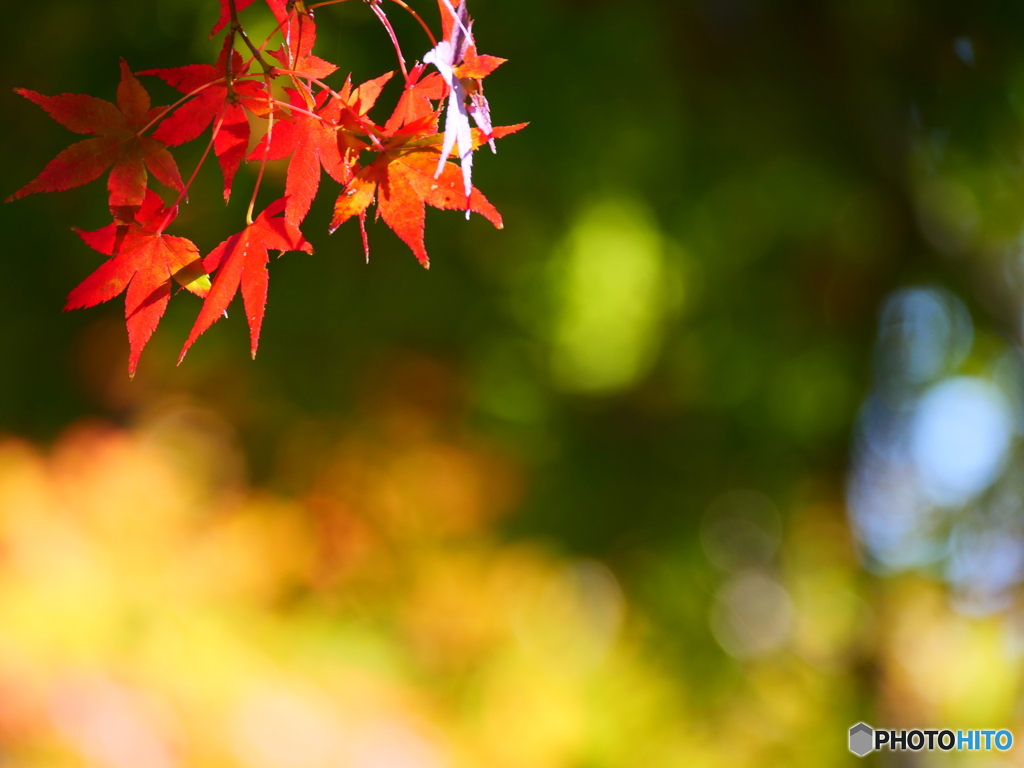 紅葉(3)