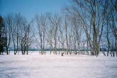 四月の雪