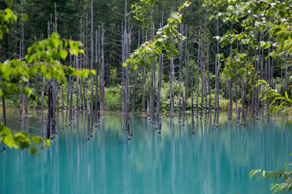 北海道　美瑛　青い池