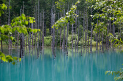 北海道　美瑛　青い池