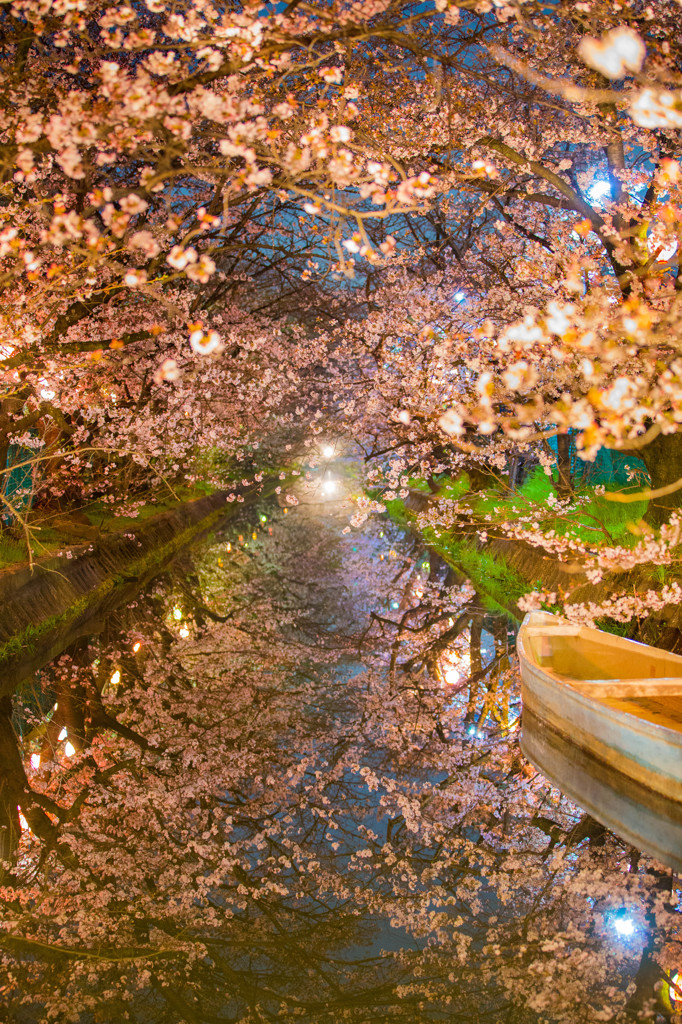 鏡面に映る、7分咲きの桜