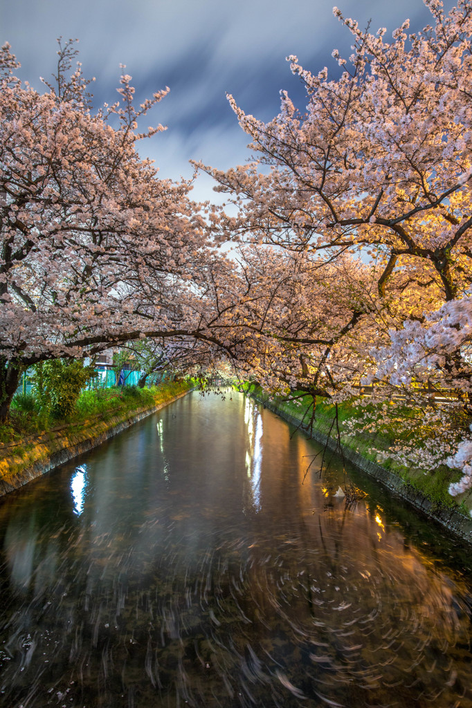 雨降り前の桜