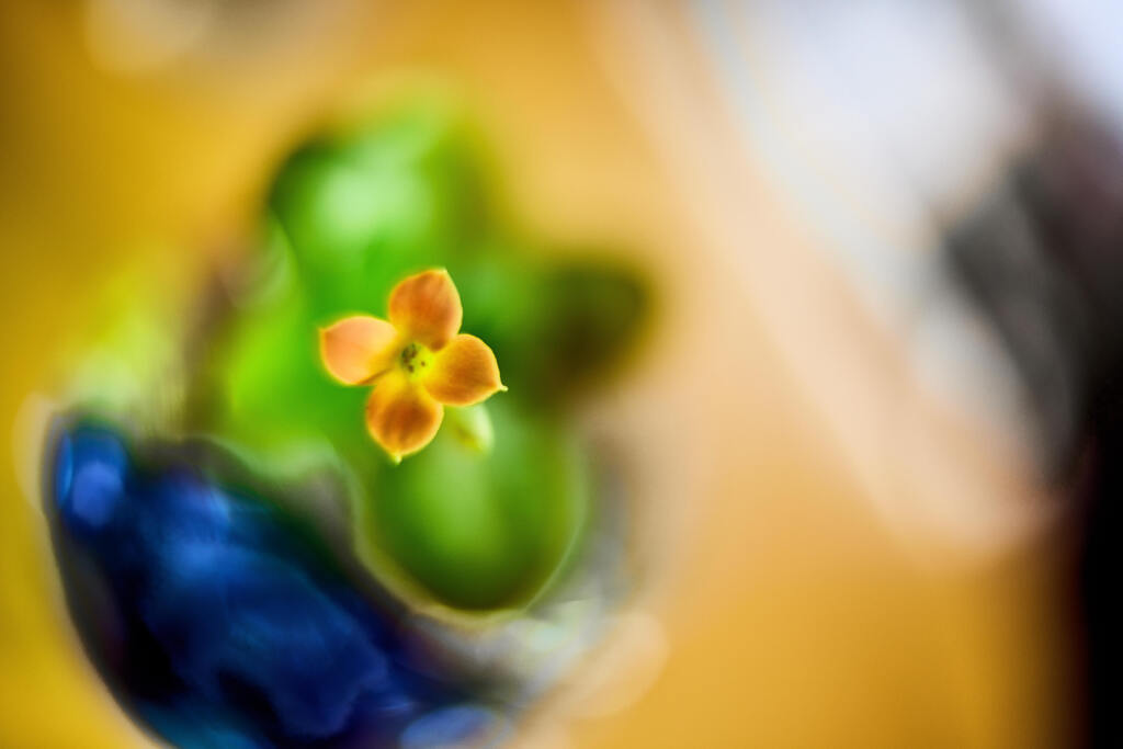 小さな花