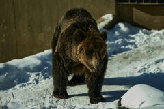 ヒグマの話