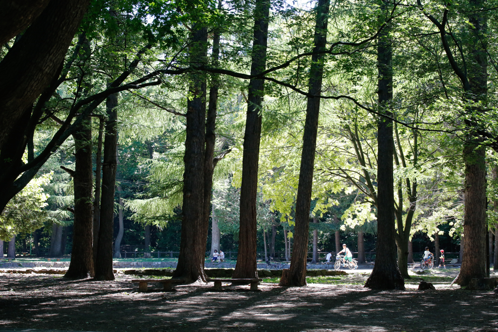 静かな公園の夏の日