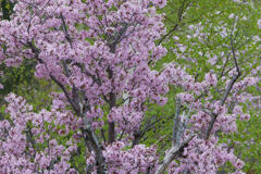 若葉と桜