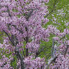 若葉と桜