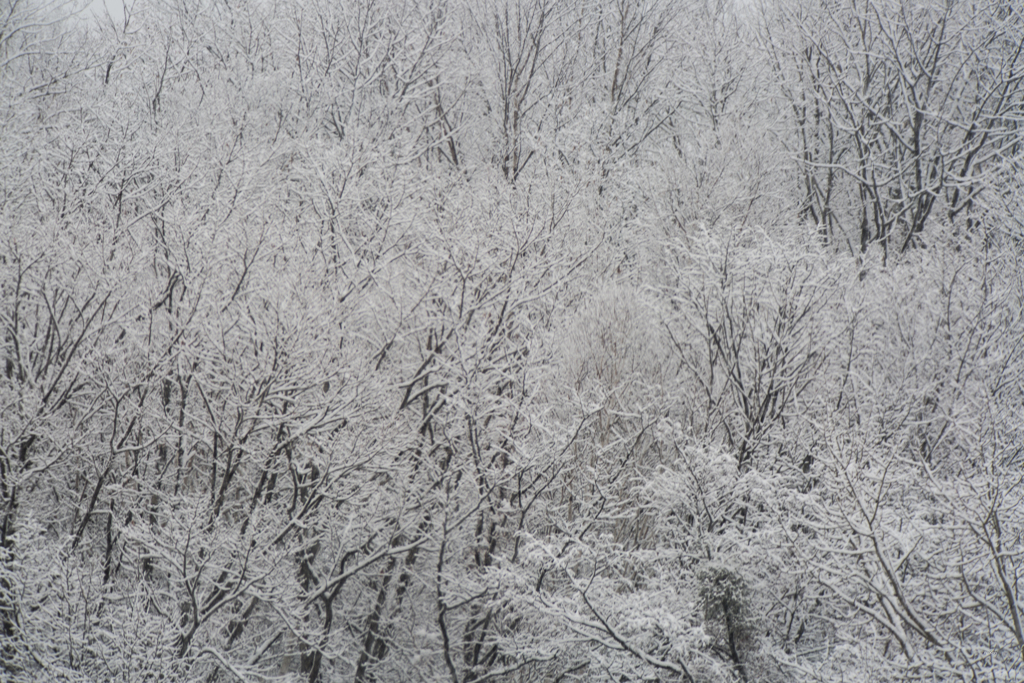 雪景色