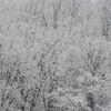 雪景色