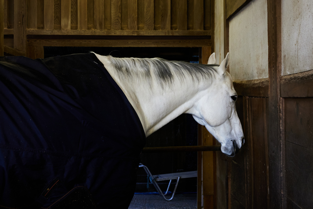 神馬（しんめ）