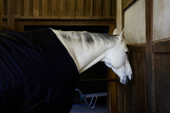 神馬（しんめ）