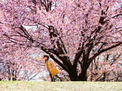 Skip under the trees of cherry blossoms