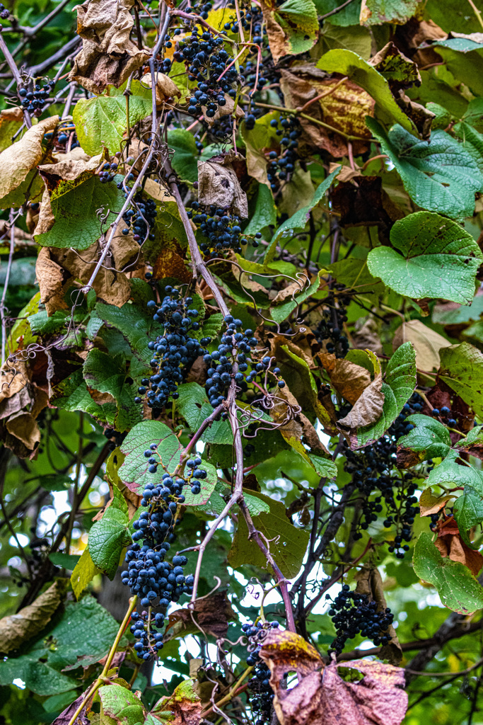 熟れる山葡萄