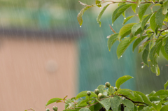 優しい雨