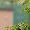 優しい雨