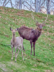 雄鹿と子供