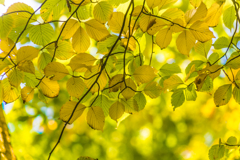 Yellow in autumn