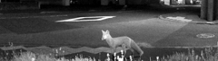 深夜の住宅街を徘徊する狐