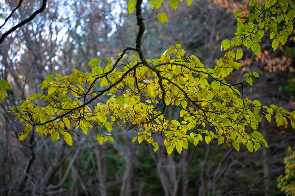 Autumn yellow