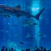 美ら海水族館大水槽