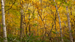 Yellow forest