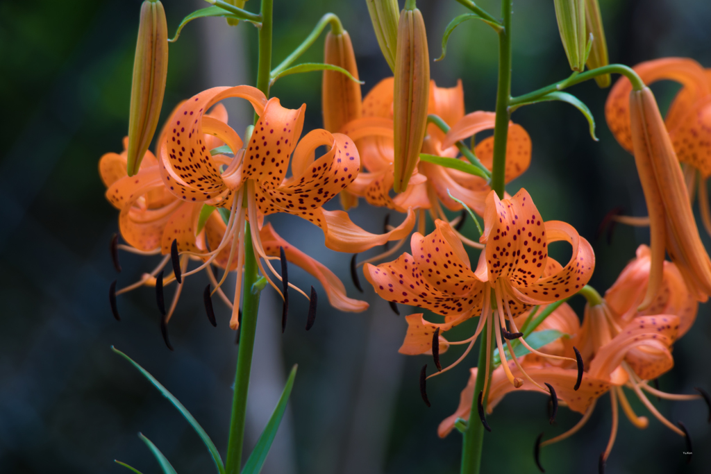 Tiger lily