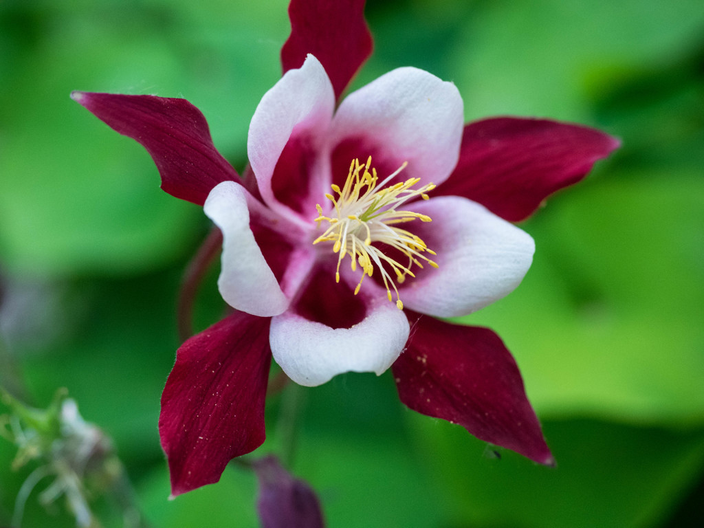 道ばたの花たちⅣ