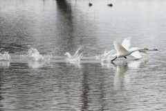 Swan dash！！