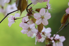 再び、桜Ⅰ