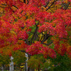Autumn red